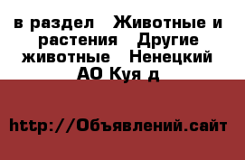  в раздел : Животные и растения » Другие животные . Ненецкий АО,Куя д.